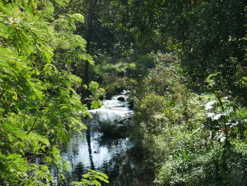 Scenic view of waterfall in forest