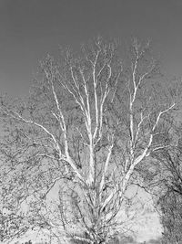 Bare tree on landscape