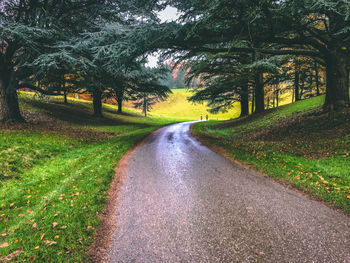 Road amidst trees