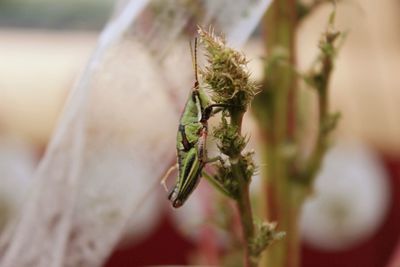 Close-up of insect on plant