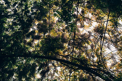 Low angle view of trees in forest