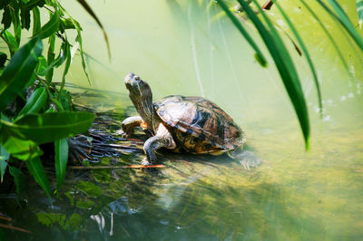 High angle view of a turtle in lake