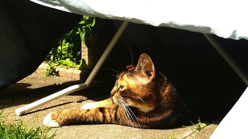 Close-up of cat resting