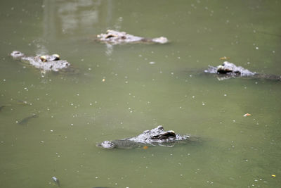 High angle view of duck swimming in lake