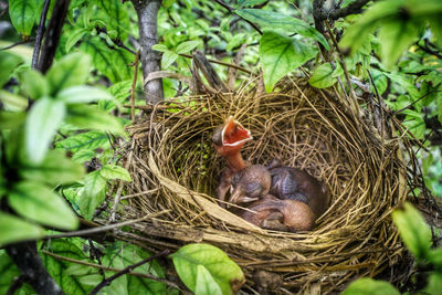 Close-up of bird in nest