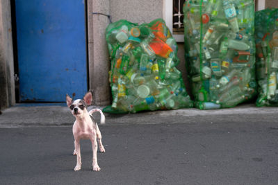 Portrait of dog standing on street