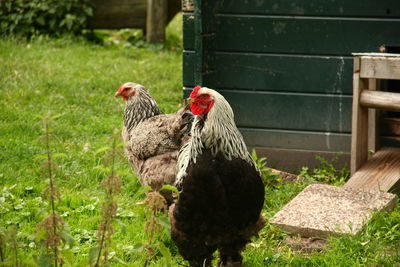 View of a bird on field