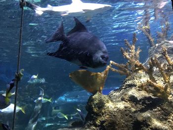 Close-up of fish swimming in aquarium