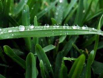 Close-up of wet grass