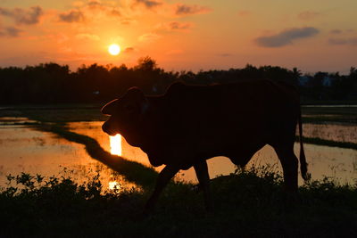 Silhouette cow on grassy field against sky during sunset