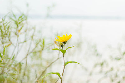 Close-up of yellow flower blooming in field