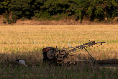 Hay bales on field