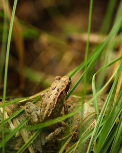 Close-up of lizard on grass