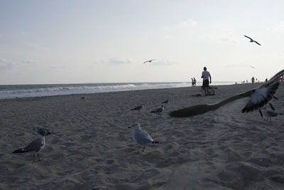 Seagulls flying over beach