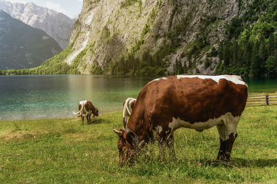 Cows grazing in a field