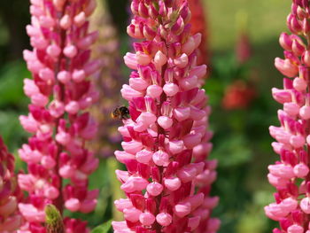 Close-up of bee on pink flowers