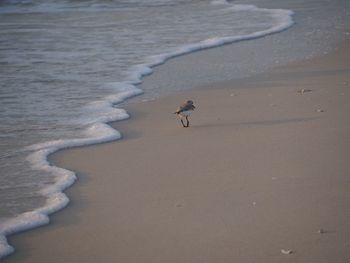 High angle view of bird on beach