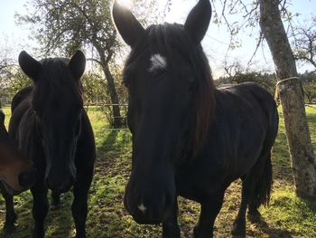 Horses standing in a field