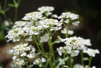 Close-up of white flowering plants