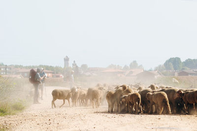 Camino de santiago pilgrims with flock of sheep to compostela , near astorga village in leon , spain