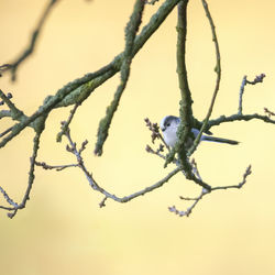 Close-up of frozen tree branch during winter