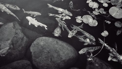 View of fishes swimming in sea