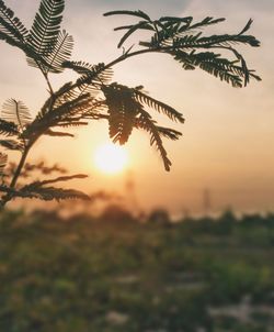 Close-up of plant against sky at sunset