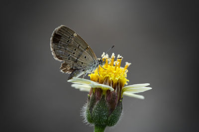 Close-up of butterfly pollinating flower