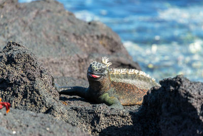 Close-up of marine iguana on rock