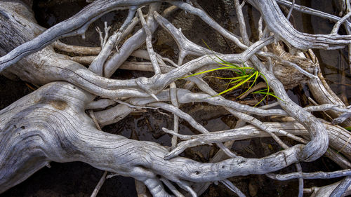 Full frame shot of tree roots