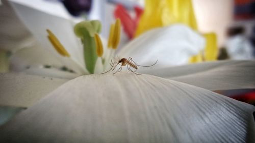 Close-up of spider on flower