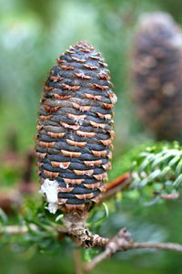 Close-up of pine cone on field