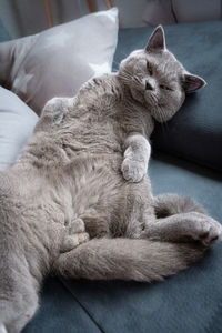 High angle view of cat resting on sofa at home