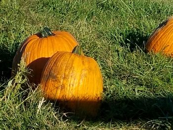 View of pumpkin on grass