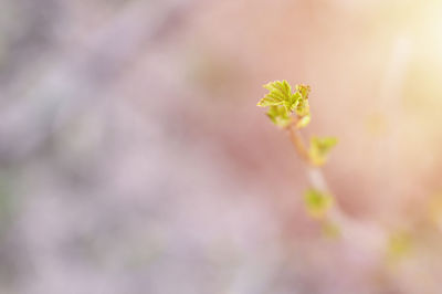 Close-up of flowering plant