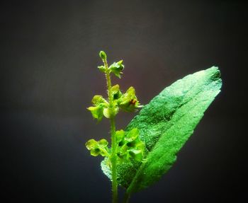 Close-up of plant against black background