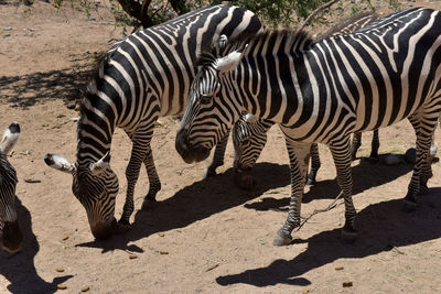 Zebra crossing in a zoo