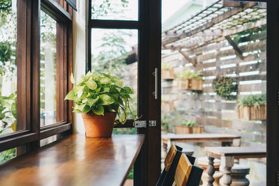 Close-up of potted plant on table at home