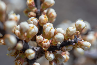 Close-up of flowering plant