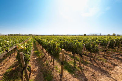 Scenic view of vineyard against sky