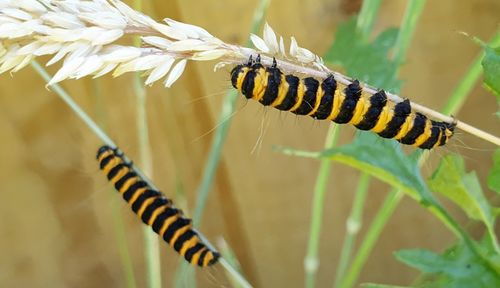 Close-up of caterpillars on plant