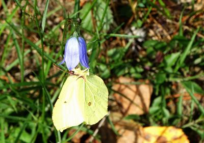 Close-up of flower growing on plant