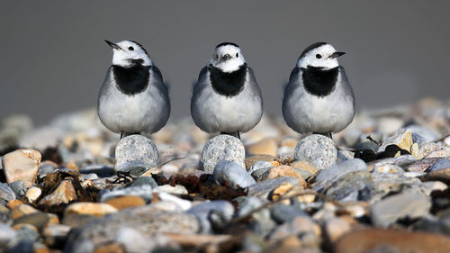 Close-up of bird