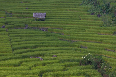 Scenic view of rice field