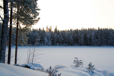 Pine trees on snow covered field against sky