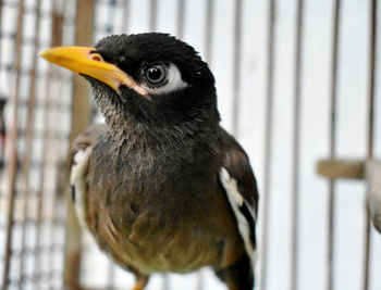 Close-up of a bird