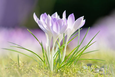 Close-up of purple crocus flowers on field