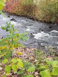 Scenic view of river in forest