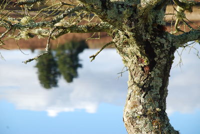 Close-up of tree against sky