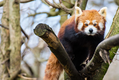 View of an animal in zoo